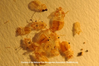 Bed Bug Heat Relief