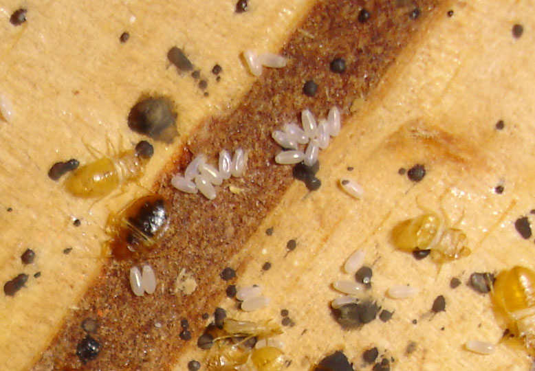 Bed Bug Heat Relief