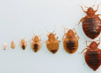 Bed Bug Heat Relief