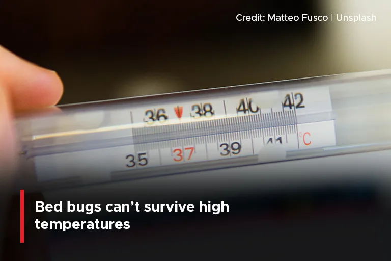 Bed bugs can’t survive high temperatures