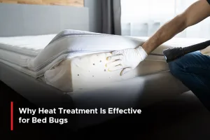Why Heat Treatment Is Effective for Bed Bugs