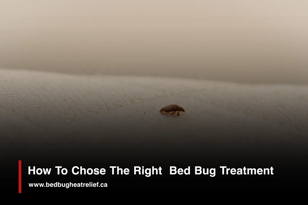 Single bed bug on mattress